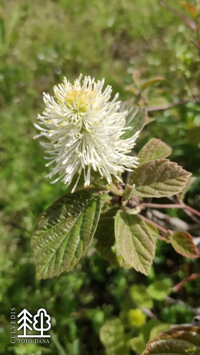 Fothergilla major